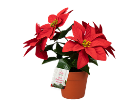 Wholesale Red Poinsettia in plastic Pot 23cm | Gem imports Ltd